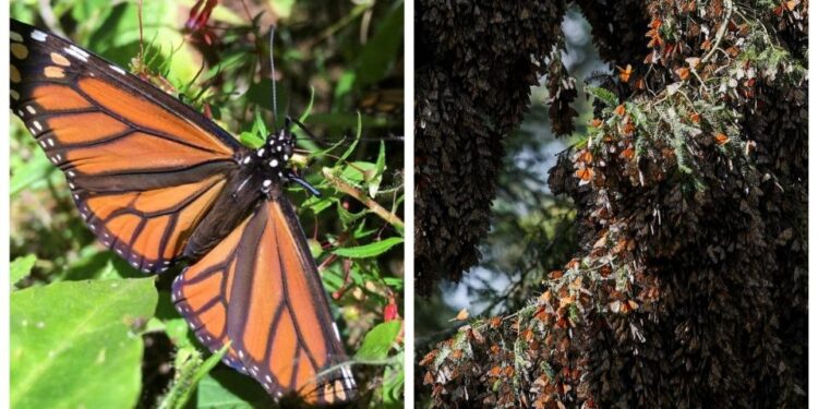 Mariposa monarca entra a lista roja mundial de especies en peligro de extensión