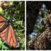 Mariposa monarca entra a lista roja mundial de especies en peligro de extensión