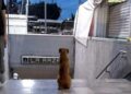 El ‘Hachiko’ del metro La Raza, el perrito fiel que sigue esperando a su dueña