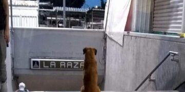 El ‘Hachiko’ del metro La Raza, el perrito fiel que sigue esperando a su dueña