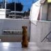 El ‘Hachiko’ del metro La Raza, el perrito fiel que sigue esperando a su dueña
