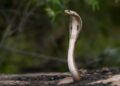 Viaja a funeral de su hermano mordido por serpiente y acaba igual