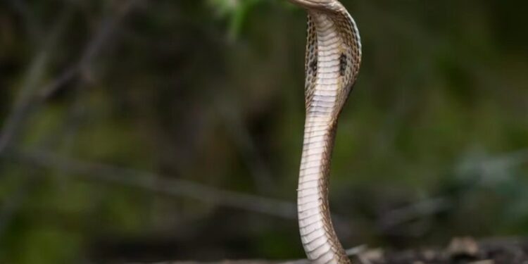 Viaja a funeral de su hermano mordido por serpiente y acaba igual