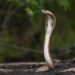 Viaja a funeral de su hermano mordido por serpiente y acaba igual