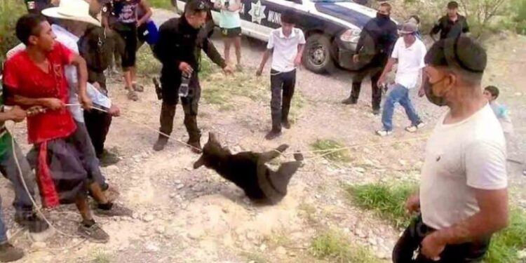Video: ¡Indignante! Pobladores de Coahuila torturaron y mataron a un Oso que se encuentra en peligro de extinción