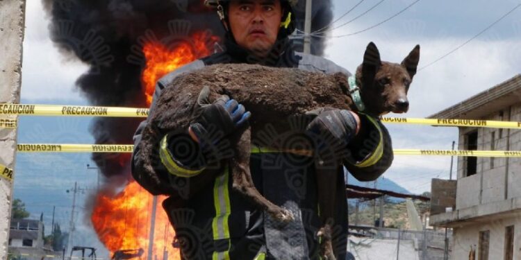 Rescatan a perrito tras explosión de ducto en Amozoc, Puebla