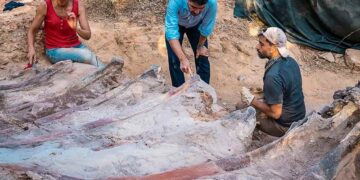 Hallan en Portugal un enorme dinosaurio del periodo Jurásico