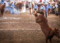 Equipos de Excelencia en los Torneos Charros FENAPO 2022