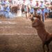 Equipos de Excelencia en los Torneos Charros FENAPO 2022