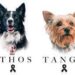 Dan 10 años de cárcel al asesino de los perritos Athos y Tango en un juicio histórico