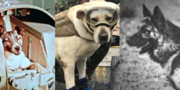 ¡Héroes sin capa! Conoce a los perritos que ayudaron a la humanidad