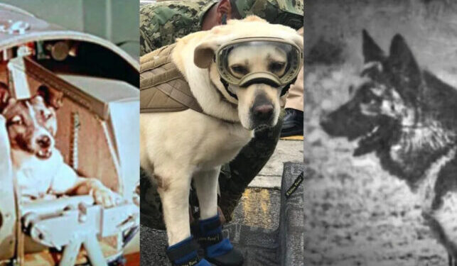 ¡Héroes sin capa! Conoce a los perritos que ayudaron a la humanidad
