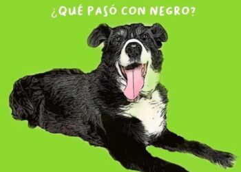 Detienen a asesino del perro “negrito” buscarán darle 5 años de prisión