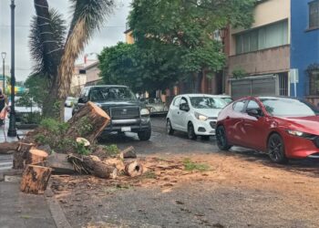 Lluvias causan la caída de un árbol en Mariano Arista
