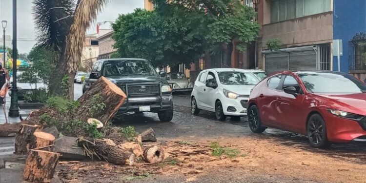 Lluvias causan la caída de un árbol en Mariano Arista