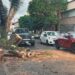 Lluvias causan la caída de un árbol en Mariano Arista