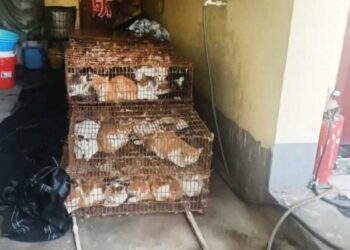 Rescatan a 150 gatos destinados para consumo humano en China