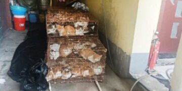 Rescatan a 150 gatos destinados para consumo humano en China