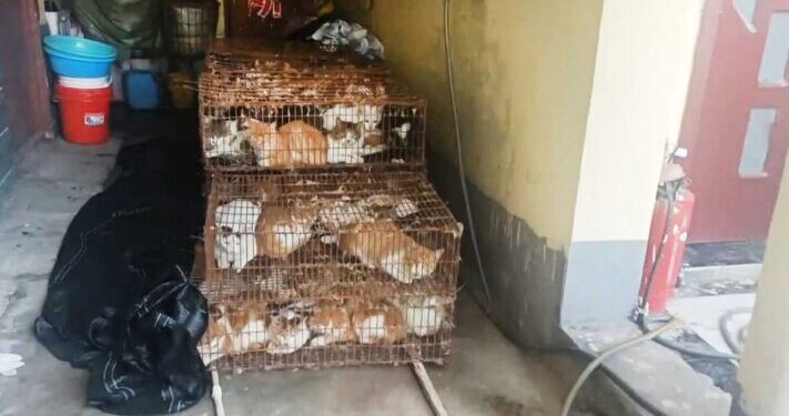 Rescatan a 150 gatos destinados para consumo humano en China
