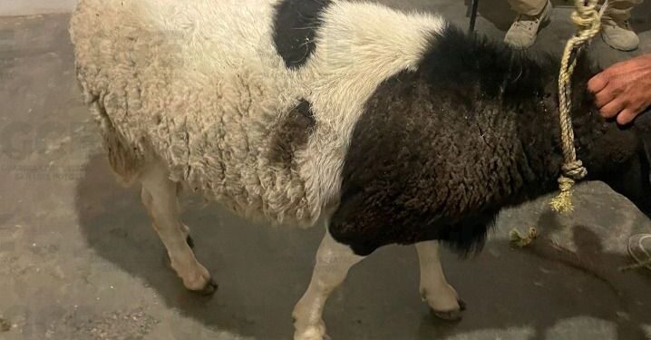 Detienen a un hombre por robarse una borrega