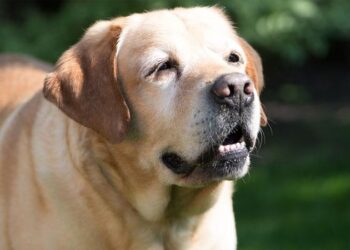 Perritos: Tips para darle la mejor vida a tu lomito de la tercera edad