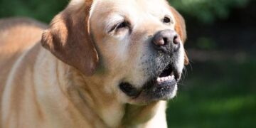 Perritos: Tips para darle la mejor vida a tu lomito de la tercera edad