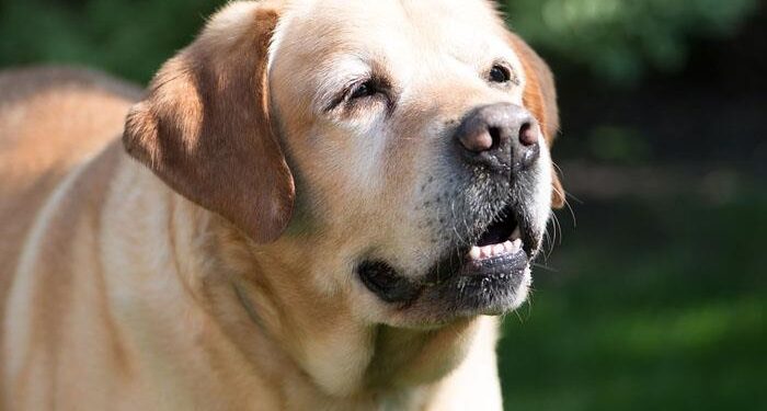 Perritos: Tips para darle la mejor vida a tu lomito de la tercera edad