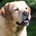 Perritos: Tips para darle la mejor vida a tu lomito de la tercera edad