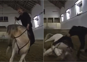 Video | Zinedine Zidane sufre caída de un caballo, pero se lució con una acrobacia