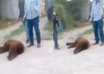 Pobladores de Sonora matan a balazos a oso que buscaba agua y comida | Video
