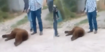 Pobladores de Sonora matan a balazos a oso que buscaba agua y comida | Video