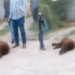 Pobladores de Sonora matan a balazos a oso que buscaba agua y comida | Video