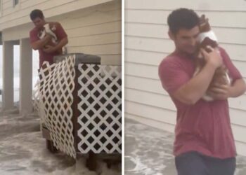 Vídeo: Hombre rescata a  gatito de una inundación en Florida por huracán Ian