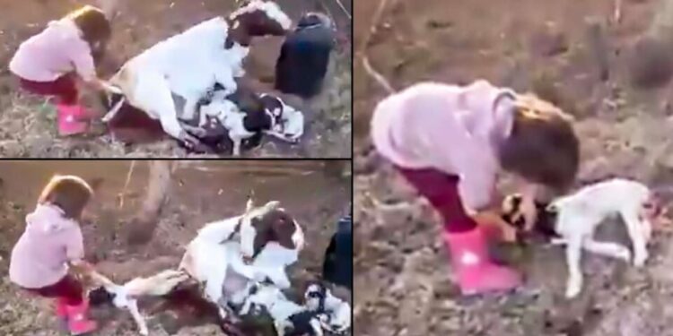 Vídeo: Niña ayudó a parir a una cabra