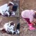 Vídeo: Niña ayudó a parir a una cabra