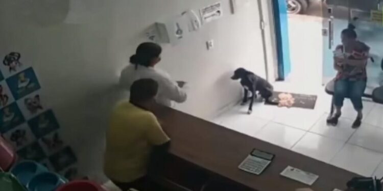 Perrito callejero con la pata herida pidió ayuda en una veterinaria