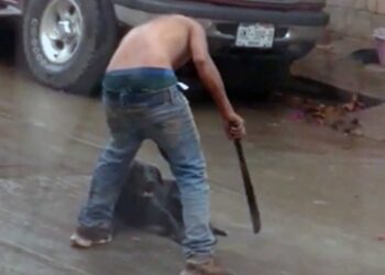 Imágenes sensibles:¡Crueldad animal! Cuelgan y machetean a perritos en Hidalgo
