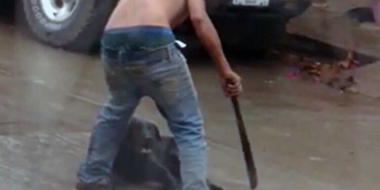 Imágenes sensibles:¡Crueldad animal! Cuelgan y machetean a perritos en Hidalgo