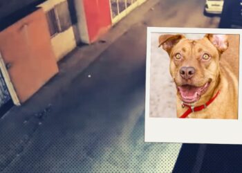 Vídeo: Perros guardianes asustan a ladrón y éste prefirió lanzarse de la azotea