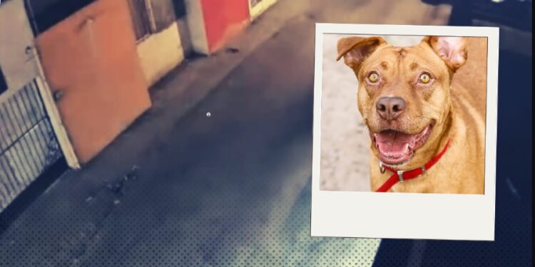 Vídeo: Perros guardianes asustan a ladrón y éste prefirió lanzarse de la azotea
