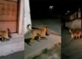 VIDEO: ¡Horror en Zacatecas! captan a perro llevando cabeza humana en el hocico