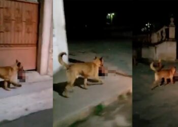 VIDEO: ¡Horror en Zacatecas! captan a perro llevando cabeza humana en el hocico