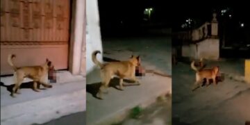 VIDEO: ¡Horror en Zacatecas! captan a perro llevando cabeza humana en el hocico