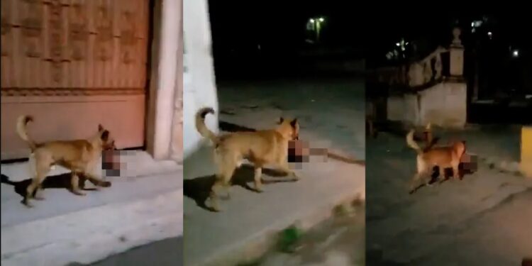 VIDEO: ¡Horror en Zacatecas! captan a perro llevando cabeza humana en el hocico
