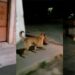 VIDEO: ¡Horror en Zacatecas! captan a perro llevando cabeza humana en el hocico
