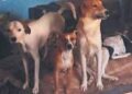 Hombre engorda a más de 100 perros y vende la carne a taquerías, acusan vecinos