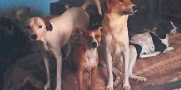 Hombre engorda a más de 100 perros y vende la carne a taquerías, acusan vecinos