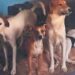 Hombre engorda a más de 100 perros y vende la carne a taquerías, acusan vecinos