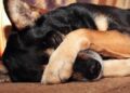¿Los perritos pueden ver fantasmas? Esto dice la ciencia