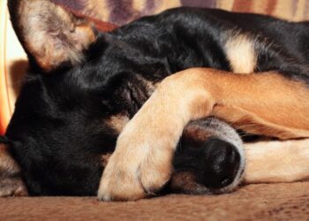 ¿Los perritos pueden ver fantasmas? Esto dice la ciencia